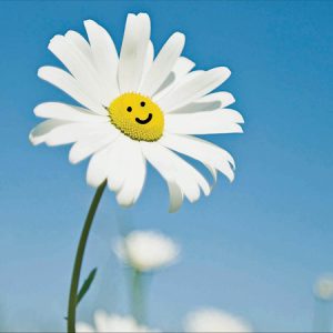 Oops a Daisy