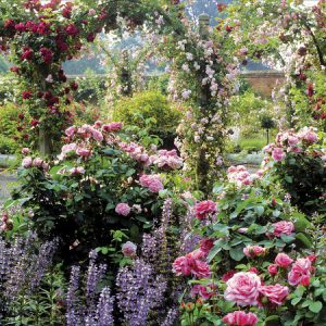 Floral Garden, Mottisfont Abbey