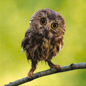 Northern Saw-Whet Owl