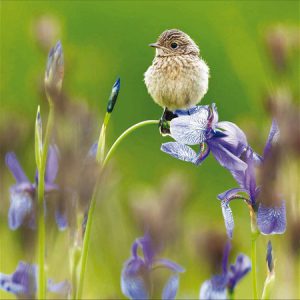 RSPB Young Stonechat