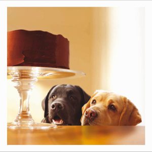 Dogs and Cake “Lewie and Clark, Forbidden Treasure”