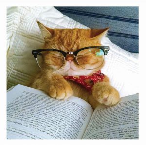 Cat In Glasses “Bookworm”