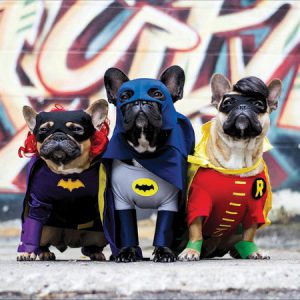 Dog Superheroes “This Looks Like A Job For…”