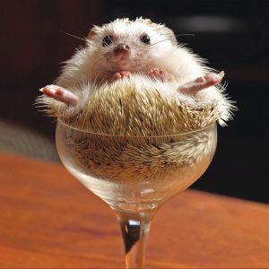 Hedgehog in Glass “Snug”