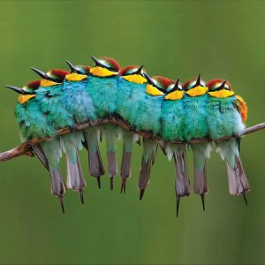 RSPB European Bee-Eaters