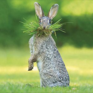 Hare “Gardener’s Little Helper”