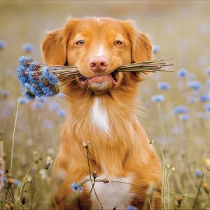 Dog and Flowers “Freshly Picked”