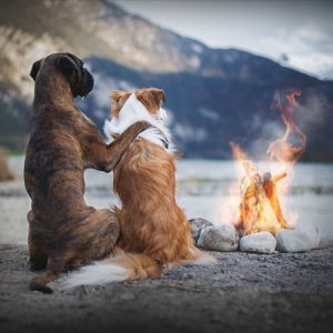Dogs by Campfire “The Great Outdoors”
