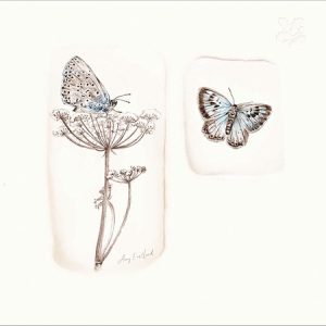National Trust: Into The Meadow Large Blue Butterfly