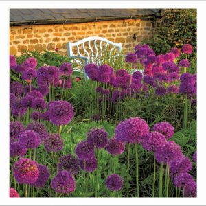 Allium Hollanidicum