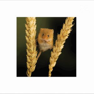 Harvest Mouse