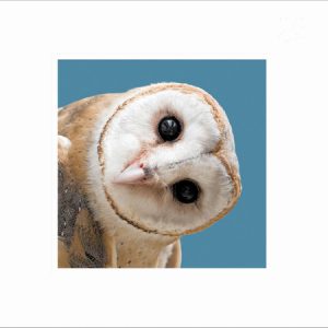 Barn Owl