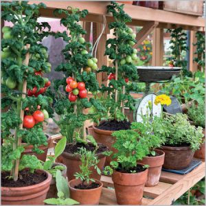 BBC Gardeners’ World – Tomatoes in Greenhouse