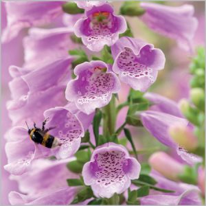 Digitalis “Dalmation Rose,” RHS Garden, Wisle
