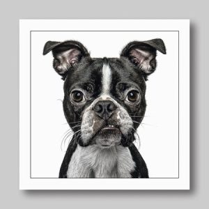 Gruff Pawtraits – Boston Terrier