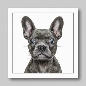 Gruff Pawtraits – French Bulldog