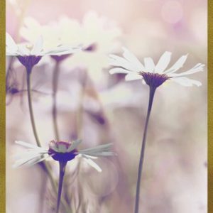 Camomile Always In Our Thoughts