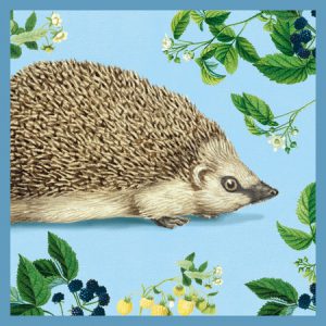 European Hedgehog