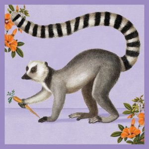 Ring-Tailed Lemur