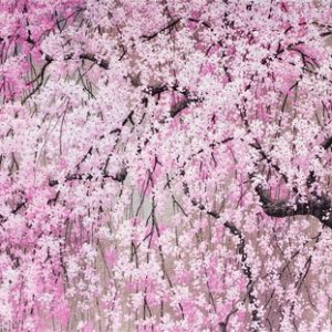 Cherry Blossoms Notecards