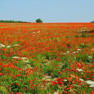 Field of Poppies