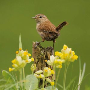 RSPB Photographic Wren