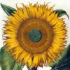 Botanical Prints Notecards - Image 4
