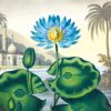 Botanical Prints Notecards - Image 3