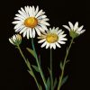 Flowers by Mary Delany - Image 2