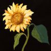 Flowers by Mary Delany - Image 5