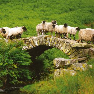 Packhorse Bridge