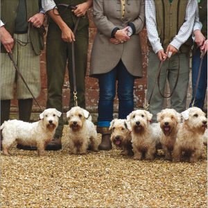Sealyham Terriers