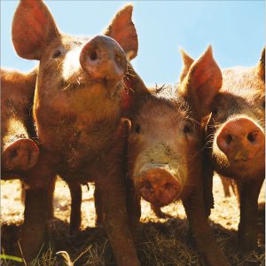 Tamworth Pigs