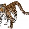 Leopard - Image 2