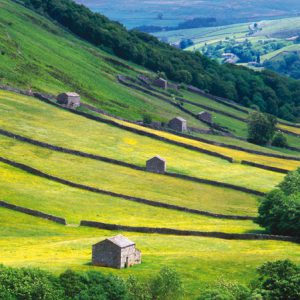 Swaledale Meadows