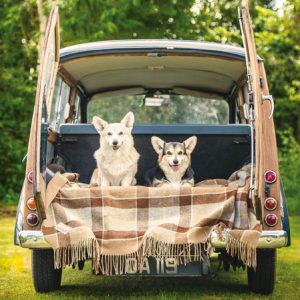Corgi Life
