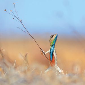 Grassland Warrior – Wildlife Photographer of the Year