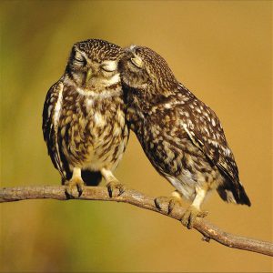 Little Owls