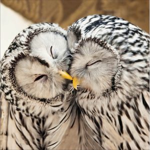 Ural Owls
