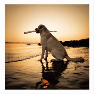 Beach Dog