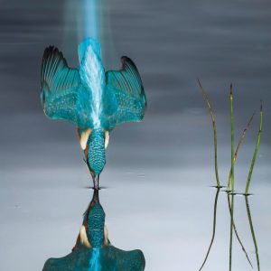 The Blue Trail – Wildlife Photographer of the Year