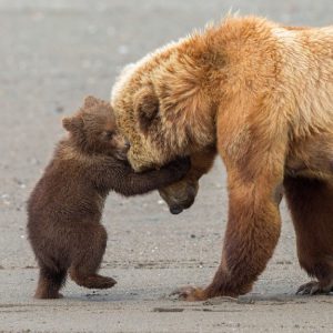 Bear Hug – Wildlife Photographer of the Year