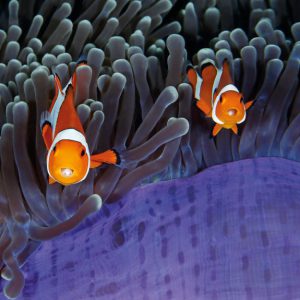 The Insiders – Wildlife Photographer of the Year