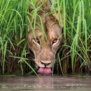 Cool Cat – Wildlife Photographer of the Year
