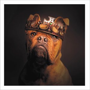 King Dogue