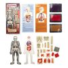 Anatomy Stamp Set - Image 2