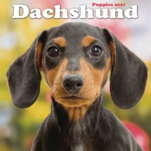 Dog Breeds Mini Wall Calendar (Various Designs)